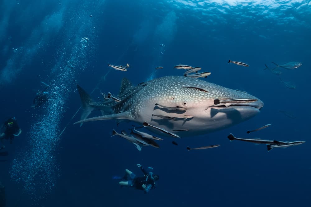 Whale Shark Spotting in Oslob