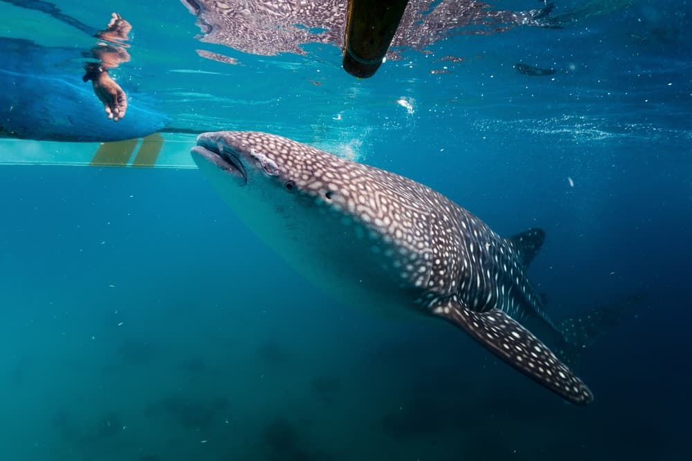requin baleine